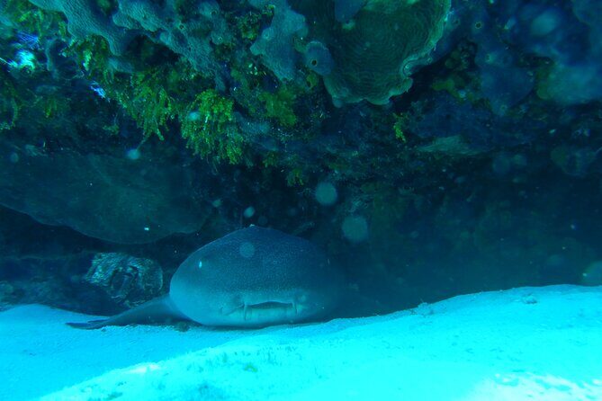 Fun dives Cozumel south marine park - Group Size, Guide Style, and Comfort on the Day