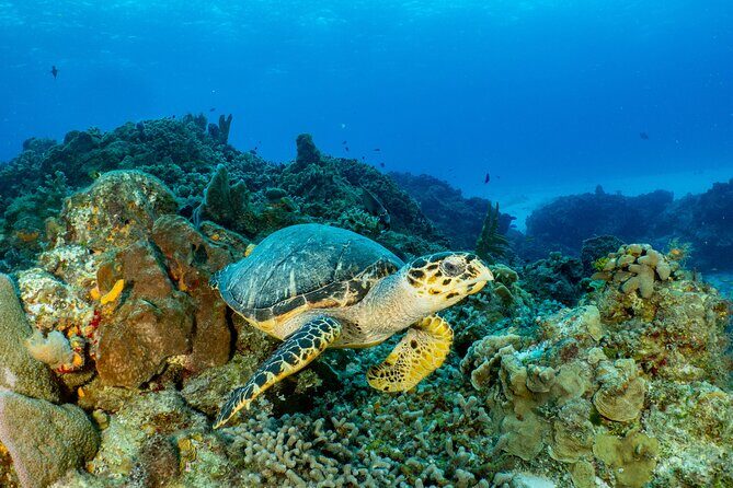 Fun dives Cozumel south marine park - Price and Value: Is $105 a Good Deal?