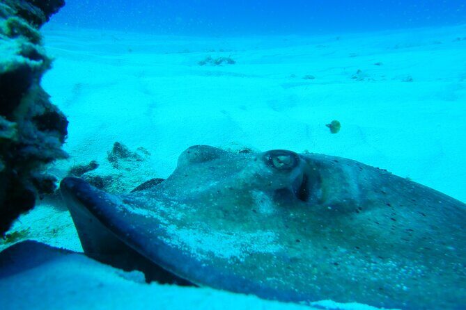 Fun dives Cozumel south marine park - Should You Book Fun Dives Cozumel South Marine Park?