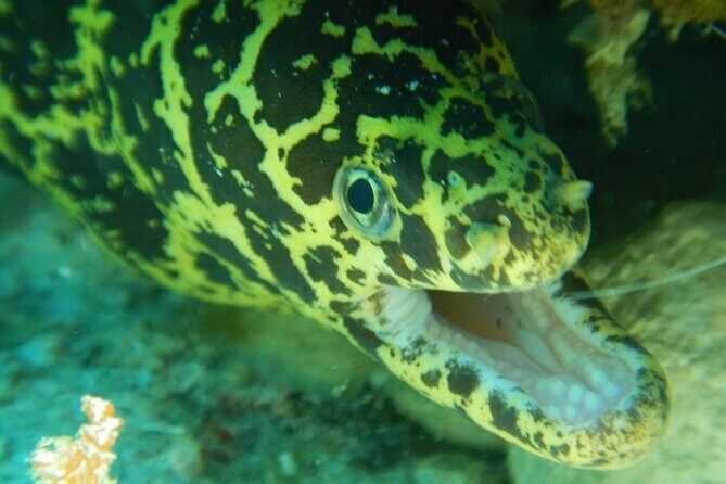 Fun dives Cozumel south marine park - The First Underwater Session: Pacing, Briefings, and a Drift-Style Pass