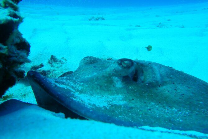 FunDiving in Cozumel - By Ferry - 2 Tanks in the wonderful Caribbean sea - Stop 2: the second Cozumel site that makes the day feel efficient