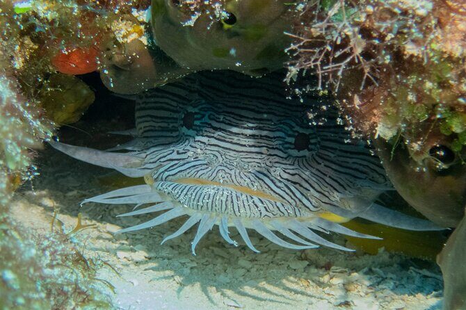 FunDiving in Cozumel - By Ferry - 2 Tanks in the wonderful Caribbean sea - Your guide experience: what quality looks like in the water