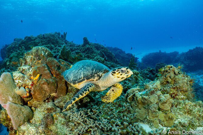 FunDiving in Cozumel - By Ferry - 2 Tanks in the wonderful Caribbean sea - Boat day setup: sundeck briefings, onboard lunch, and real breaks