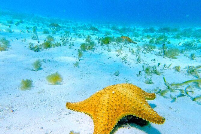 Get to know heaven on earth with Chivis del mar private - Stop 3: El Cielito shallow water, ceviche, and sting rays nearby