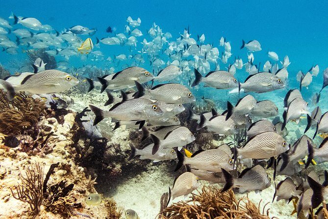 Half-Day Scuba Diving in Playa del Carmen for Small-Group - Getting to the shop and managing transport without stress