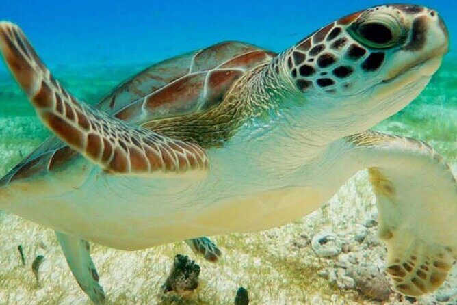 Half Day Semiprivate Snorkeling with Turtles and Majestic Cenote - Why Akumal’s Turtles + a Cenote Works So Well