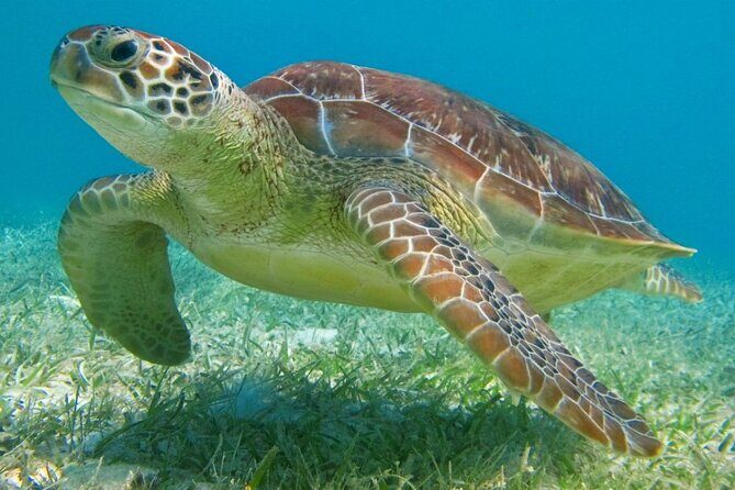 Half Day Semiprivate Snorkeling with Turtles and Majestic Cenote - Akumal Bay Snorkeling: Calm Water, Real Wildlife, Small Boat Setup