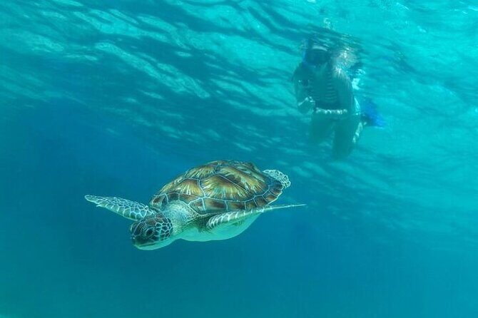 Half Day Semiprivate Snorkeling with Turtles and Majestic Cenote - Price and Value: What $115 Really Buys (Plus the Extra Fee)