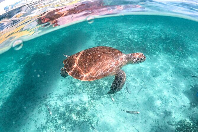 Half-day Tour Sea Turtles Encounter in Akumal Bay - Key Things That Make This Akumal Turtle Snorkeling Work
