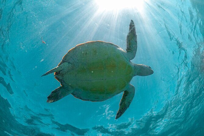 Half-day Tour Sea Turtles Encounter in Akumal Bay - Akumal Bay Sea Turtles: Why This Tour Feels Worth It