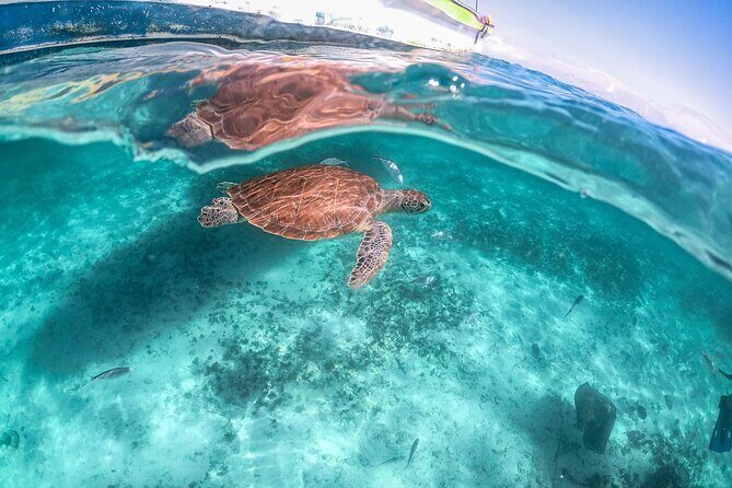 Half-day Tour Sea Turtles Encounter in Akumal Bay - Getting Ready for the Turtle Swim: Rules That Affect Your Experience