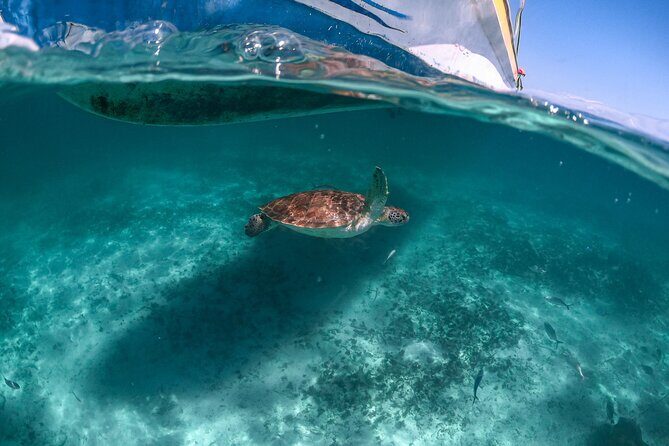 Half Day Tour: Turtles Encounter in Akumal Beach - Key things that make this tour worth your time