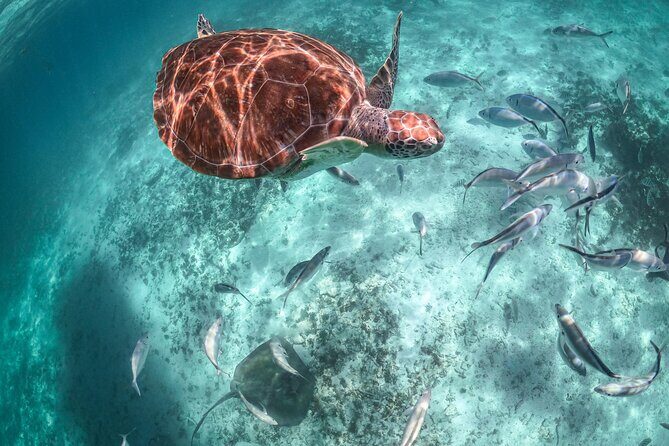 Half Day Tour: Turtles Encounter in Akumal Beach - Getting there from Playa del Carmen without the headache
