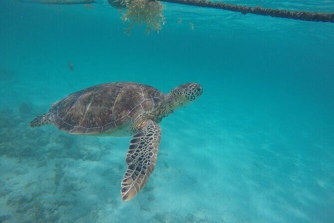 Half Day Tour: Turtles Encounter in Akumal Beach - Price reality check: what you pay, plus the MX$400 marine tax