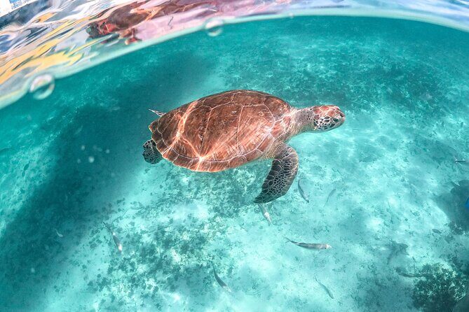 Half Day Tour: Turtles Encounter in Akumal Beach - Weather and sea conditions: the one thing you can’t fight