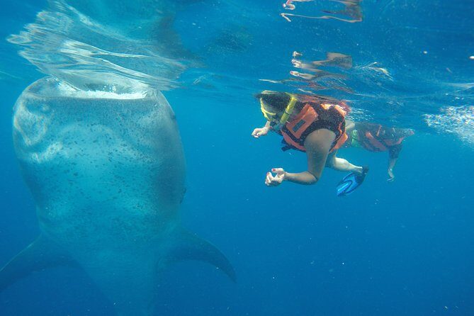 Half Day Whale Shark Tour From Playa del Carmen - Key things I’d watch for before you book