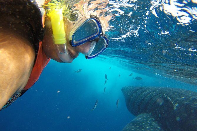 Half Day Whale Shark Tour From Playa del Carmen - First thing at 6:00am: how the whale shark morning really works