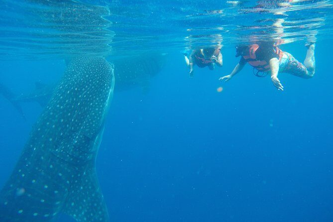 Half Day Whale Shark Tour From Playa del Carmen - From your hotel to Punta Sam: the smooth transfer that starts the day