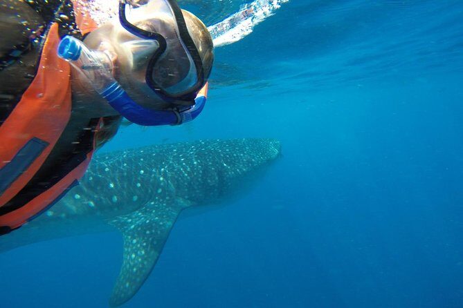 Half Day Whale Shark Tour From Playa del Carmen - Isla Contoy waters: what you’re actually paying for