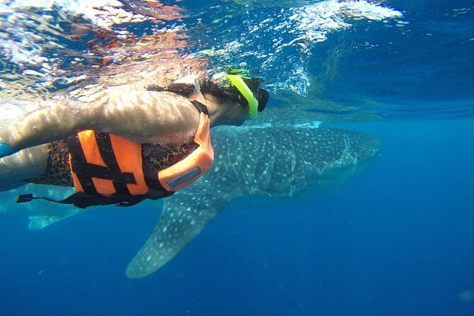 Half Day Whale Shark Tour From Playa del Carmen - The swim windows: turn-taking, safety, and what to expect on the boat