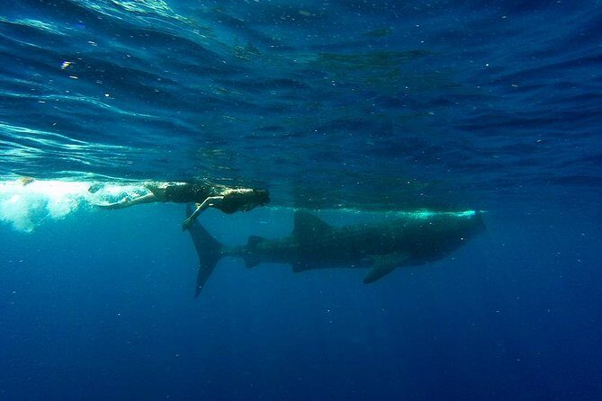 Half Day Whale Shark Tour From Playa del Carmen - Playa Norte on Isla Mujeres: lunch, beach time, and the reset after the search