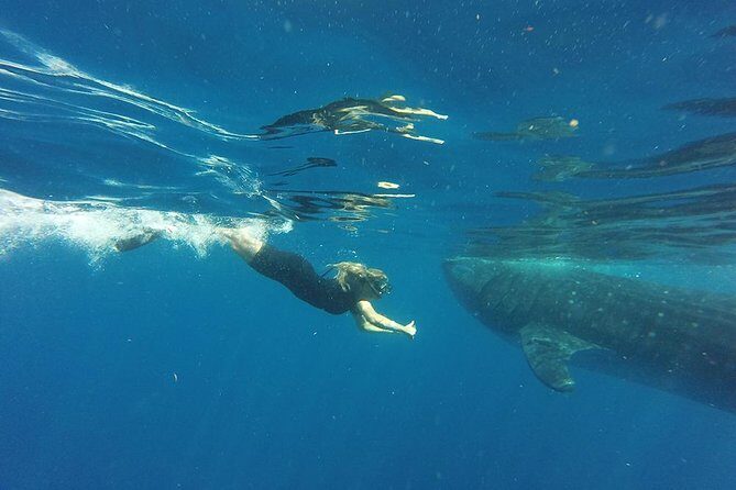 Half Day Whale Shark Tour From Playa del Carmen - Who should book this whale shark tour (and who should temper expectations)