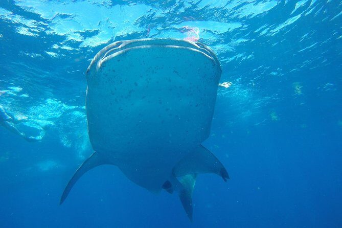 Half Day Whale Shark Tour From Playa del Carmen - Tips that make the day smoother (without adding stress)