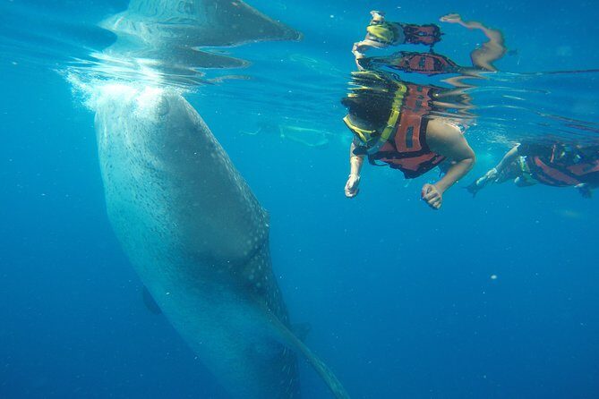 Half Day Whale Shark Tour From Playa del Carmen - Price and the real cost math: $185 plus the USD 30 cash fees