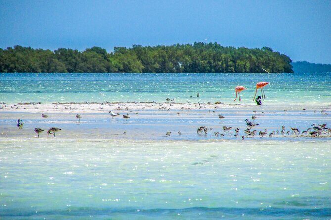 Holbox Island Tour in Mexico with Lunch - Your 7:00 am start: getting from hotels to the first boat segment