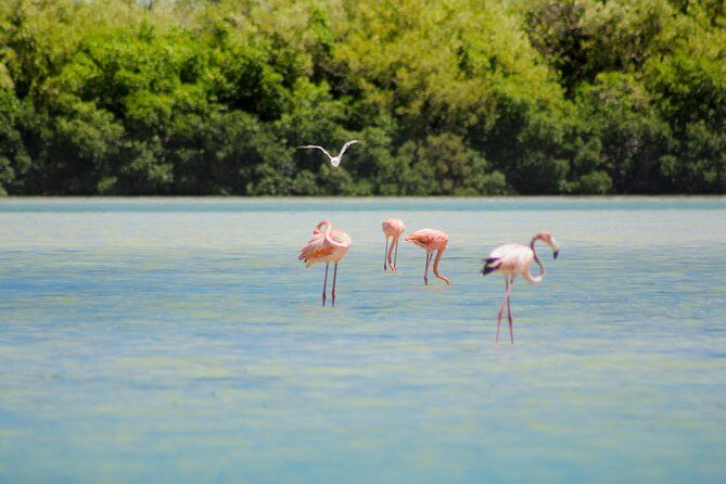 Holbox Island Tour in Mexico with Lunch - Isla Holbox: guided time, free exploring, and the chance to slow down