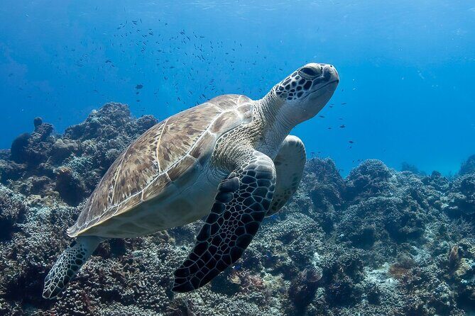Introductory Diving Class in the Cozumel Reefs - Cozumel reefs are a solid choice for first-timers