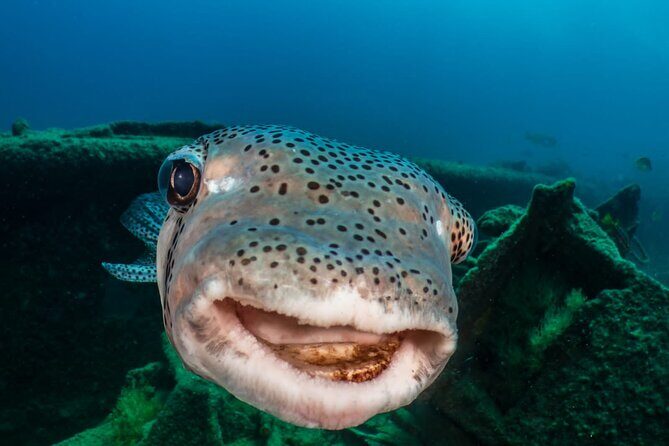 Introductory Diving Class in the Cozumel Reefs - Weather and fitness: the practical limits you should plan around
