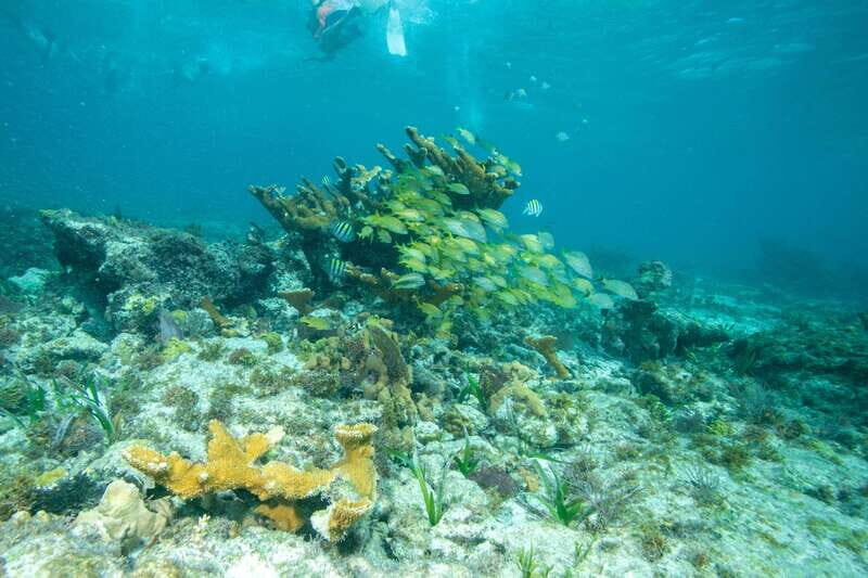 Isla Mujeres: Full Day Private Catamaran with Snorkeling - Choosing your 08:00–12:00 departure time (and what that changes)
