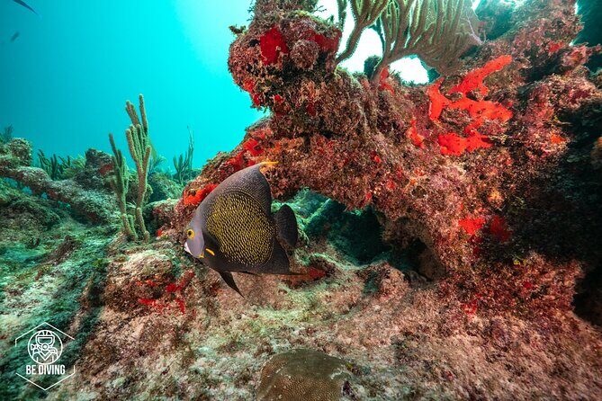 Local Dive in Playa del Carmen - Xcaret reef sessions and what to expect from site choices