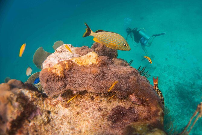 Local Dive in Playa del Carmen - Bull shark season: what it’s like from Nov–Mar (and what to ask for)