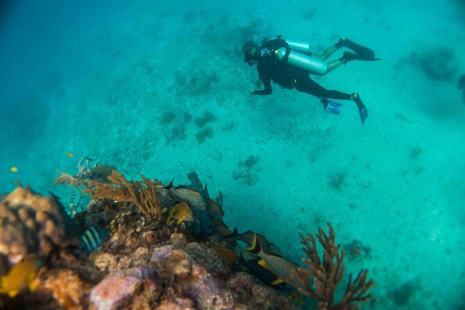 Local Dive in Playa del Carmen - Price and value: $155 for tanks and a pro guide, with gear rental extra