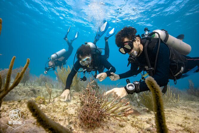 Local Dive in Playa del Carmen - Morning vs afternoon sessions: picking the right vibe for your trip