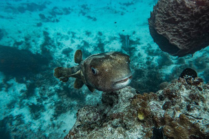 Local Dive in Playa del Carmen - Where this fits best: who should book this outing