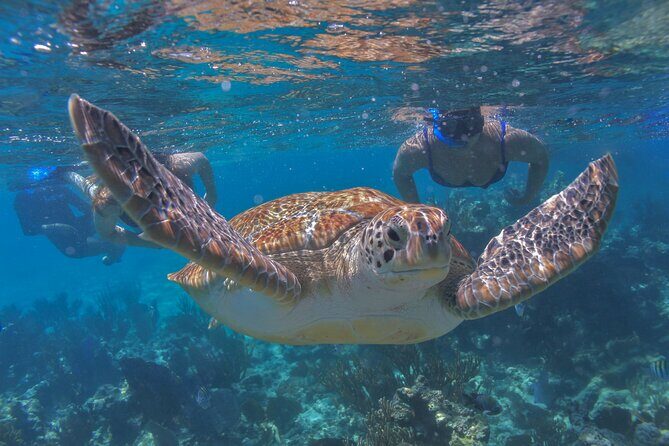 Luxury Sailing & Snorkeling Experience from Riviera Maya - Where You Go First: The Mayan Coral Reef Swim Spot
