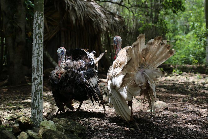 Mayan Backroads Private Bike Tour from Tulum - Guide style: why Pablo, Iber, Alex, and Frank matter