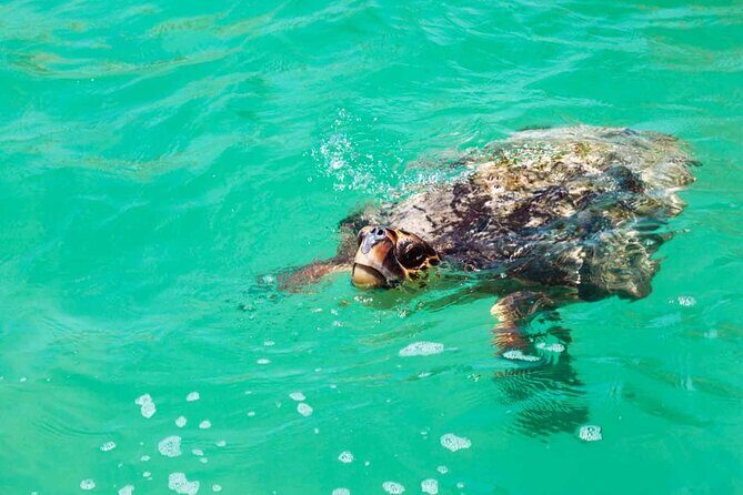 Nature Day, Sian Kaan Biosphere Tour! Round Transportation from Tulum City - Punta Allen Boat Time and Wildlife Spotting That’s Built-In