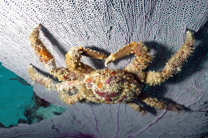 Open Water Diver 2-Day PADI Course in Playa del Carmen - Price Breakdown: What You Get for $299 and What Costs Extra