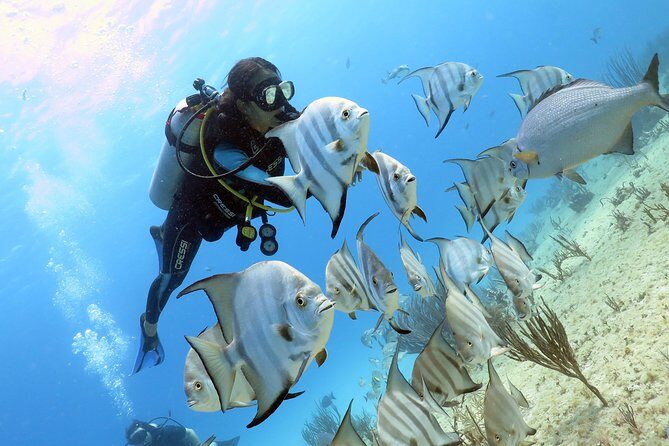 Open Water Diver 2-Day PADI Course in Playa del Carmen - Meeting at Scuba Libre: Where You Start and How to Prep
