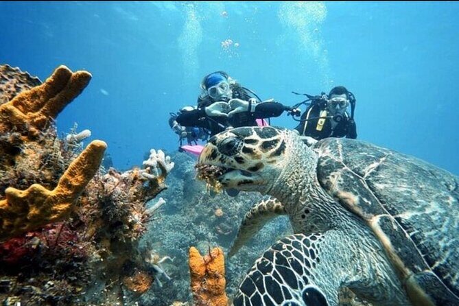 Open Water Diver Course - Who this course suits best (and who might want a different option)
