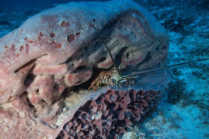 Open Water Diver course PADI including underwater video - The course flow: theory first, skills second, real water last
