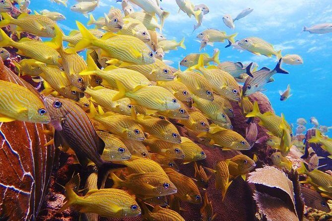 Open Water Diver course PADI including underwater video - Cenote swims: practicing control in a real-world setting