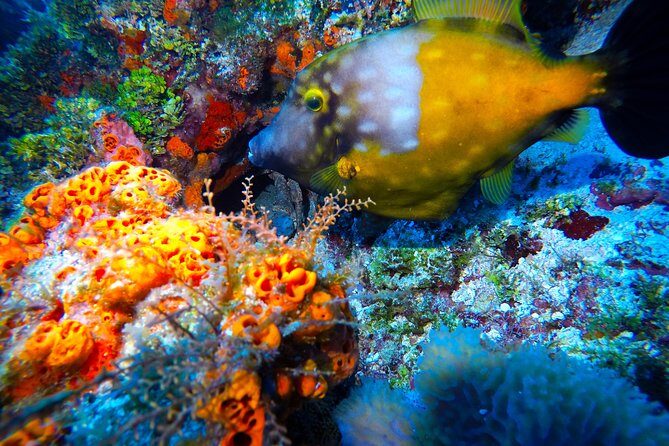 Open Water Diver course PADI including underwater video - What’s included (and why it’s good value)