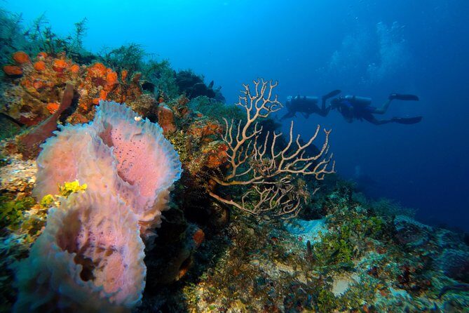 Open Water Diver course PADI including underwater video - Price check: is $480 worth it here?