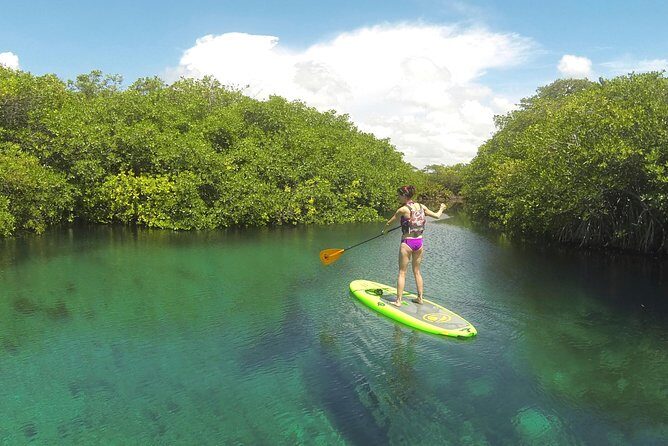 Paddleboard Cenote Tour - What you’ll see underwater: marine life and crystal-clear water