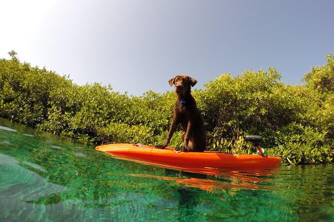 Paddleboard Cenote Tour - Timing and pacing: how to make the most of 3–4 hours
